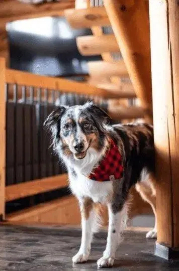 Buffalo Plaid Bandana