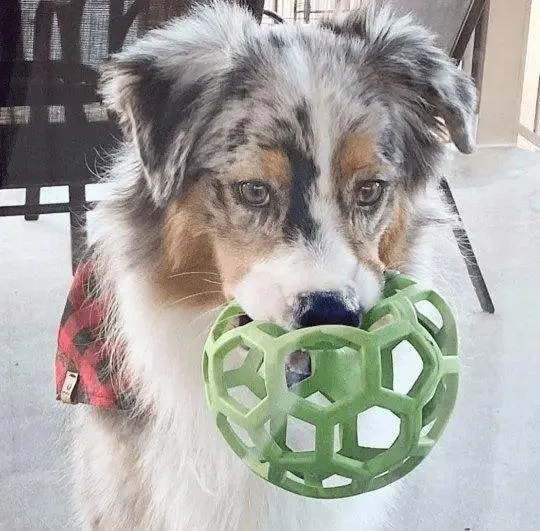 Buffalo Plaid Bandana