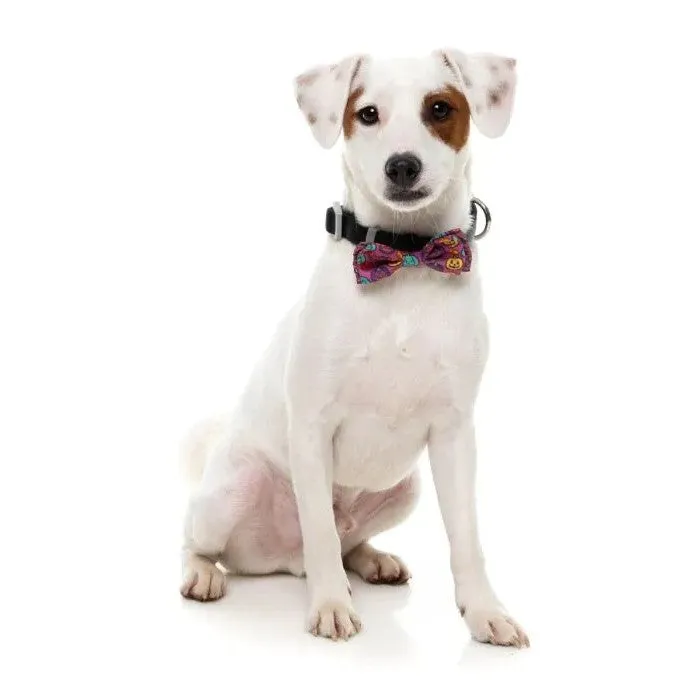Fuzzyard Oh My Gourd! Dog Bandana Bowtie 2 Pack Large