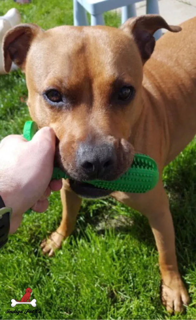 World's Most Effective Dog Toothbrush & Toothpaste Set