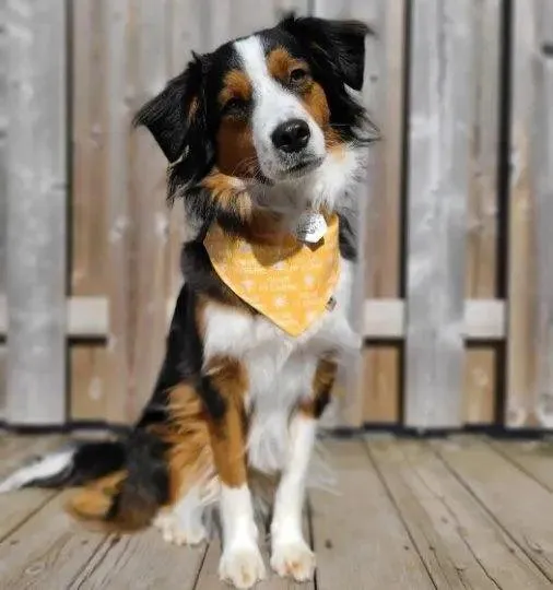 You Are My Sunshine Bandana
