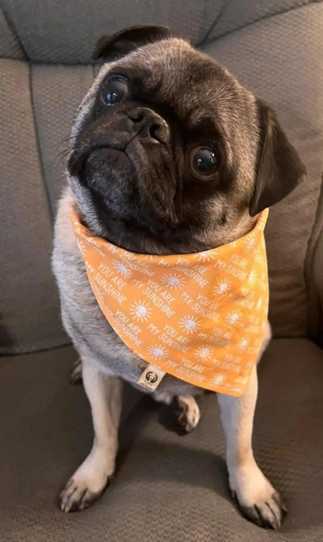 You Are My Sunshine Bandana