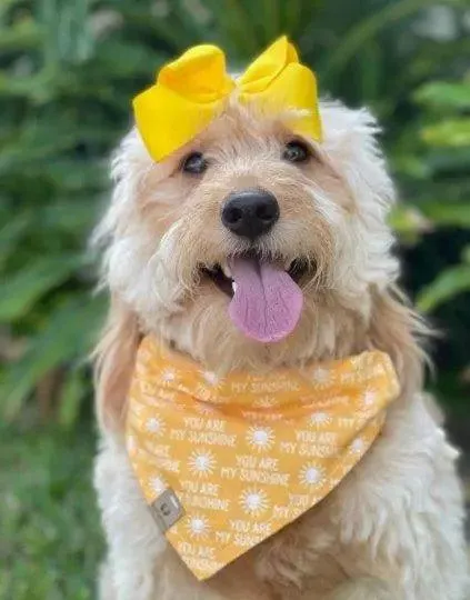 You Are My Sunshine Bandana
